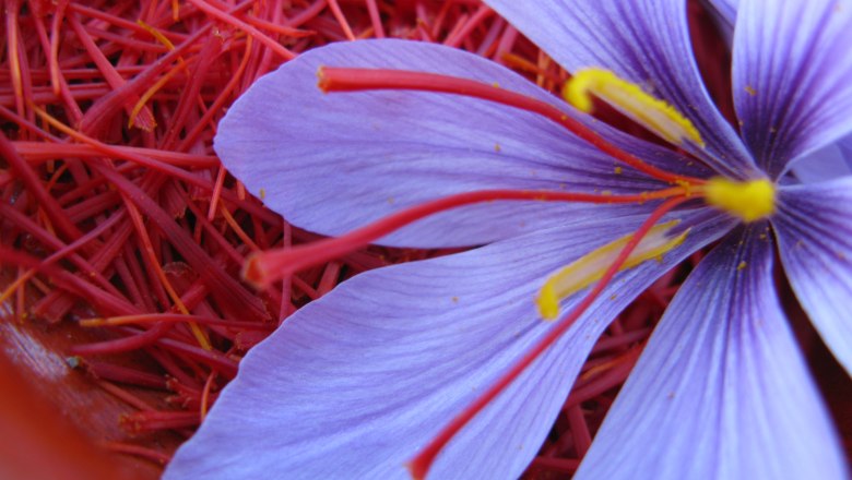 Safranbluete, © Wachauer Safran/Bernhard Kaar Safranbluete, © Wachauer Safran/Bernhard Kaar