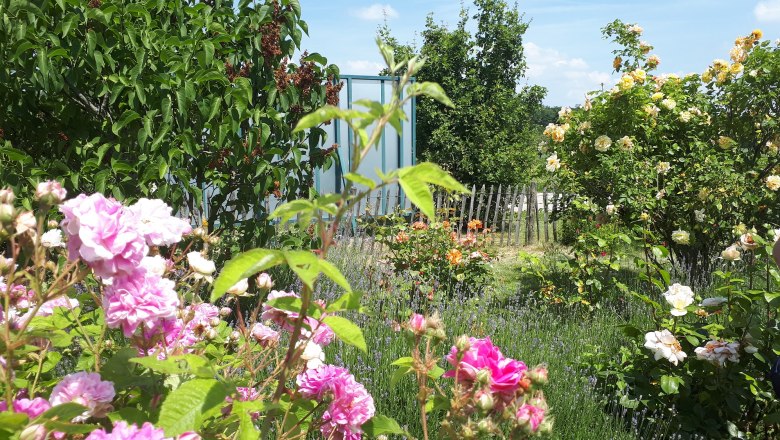 Ein blühender Garten mit verschiedenen Rosen und grünen Bäumen im Hintergrund.