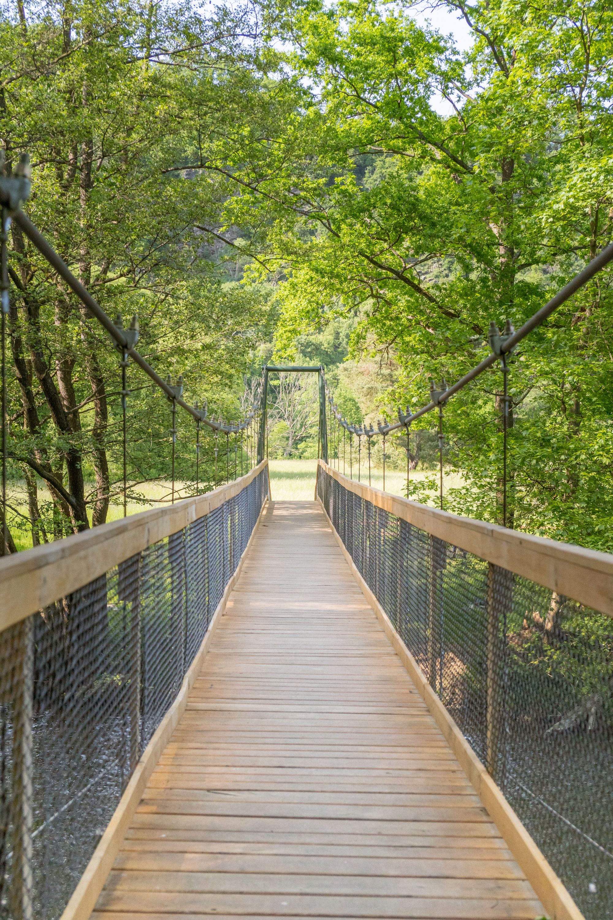 Hängebrücke im Nationalpark Thayatal umgeben von grünen Bäumen.