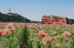 Rote Lokomotive des Reblaus Express fährt entlang eines Mohnfeldes, im Hintergrund steht eine Kirche auf einer Anhöhe.