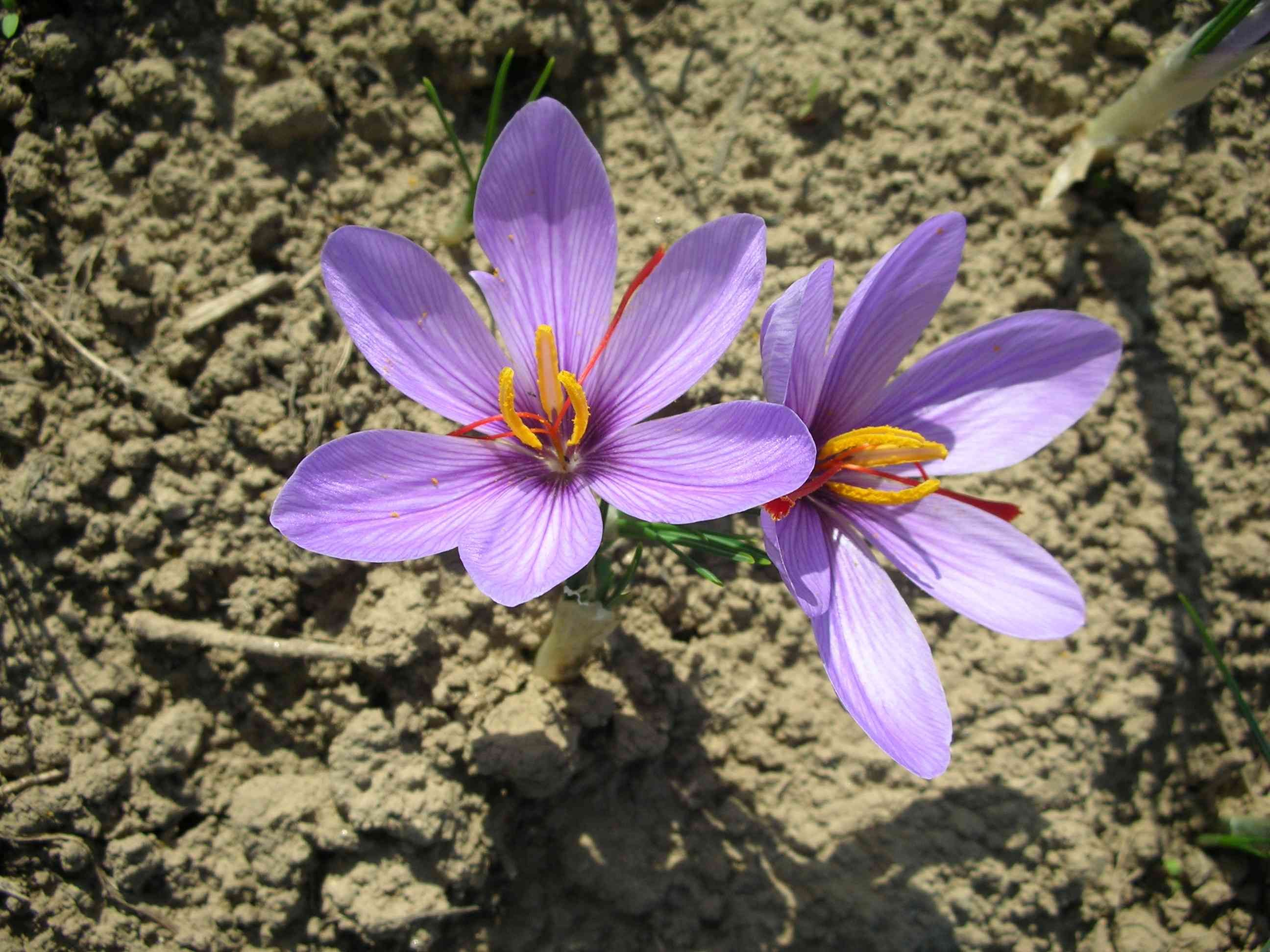 Zwei lila Krokusblüten auf trockener Erde.