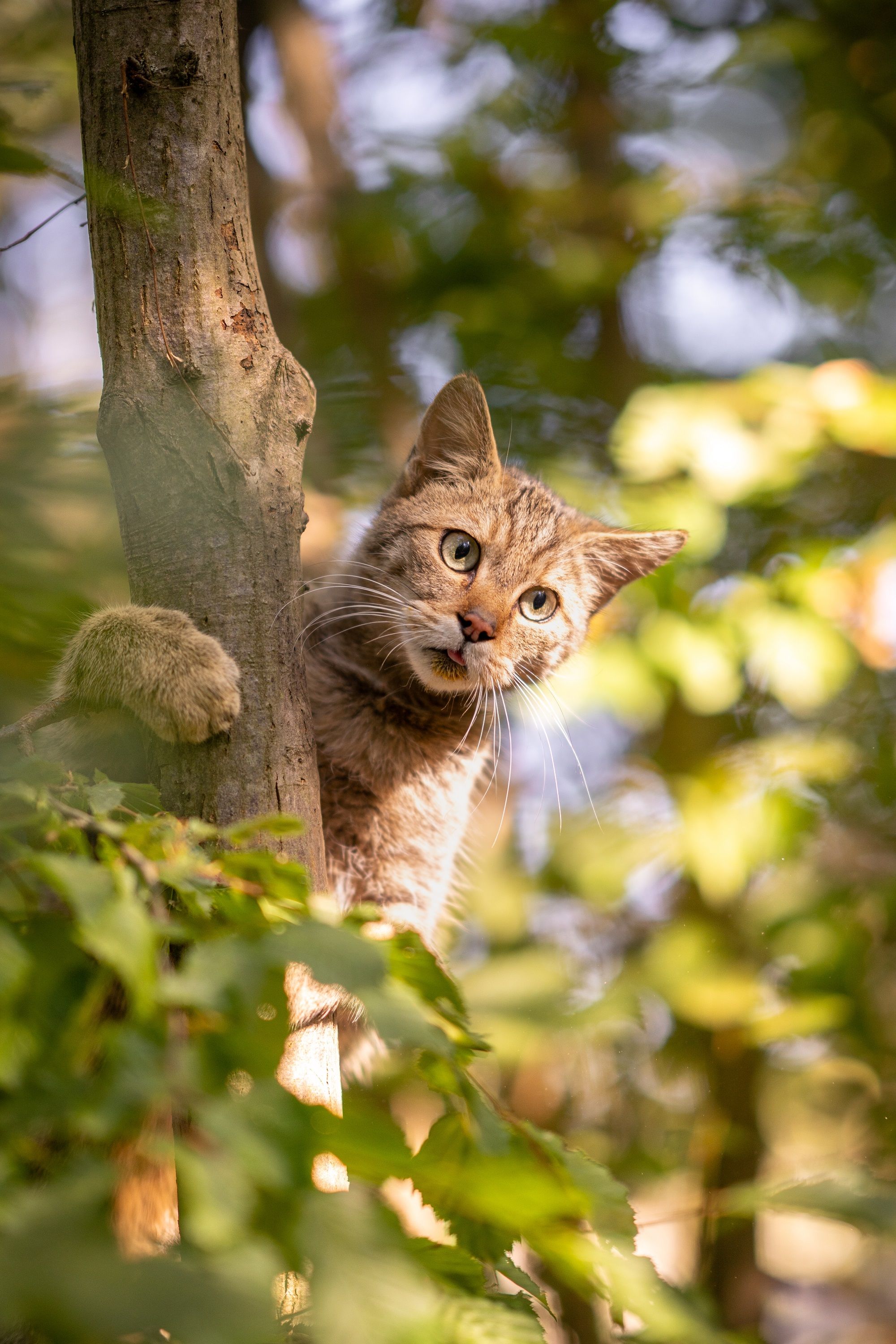 Eine Wildkatze klettert an einem Baum im Nationalpark Thayatal.