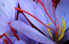 Safranblüte, © Bernhard Kaar