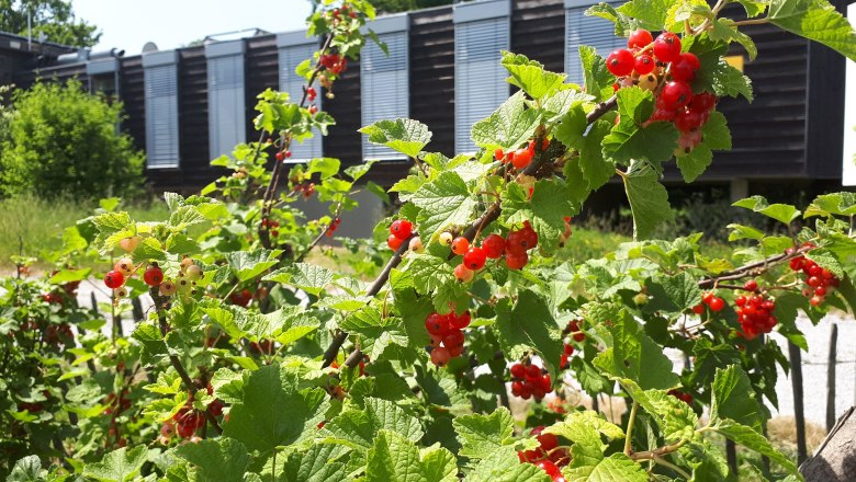 Rote Johannisbeeren an Sträuchern im Garten mit einem Gebäude im Hintergrund.