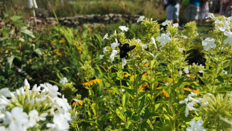 Eine Holzbiene sitzt auf wei&szlig;en Bl&uuml;ten in einem bl&uuml;henden Garten, im Hintergrund sind unscharf Menschen zu sehen.