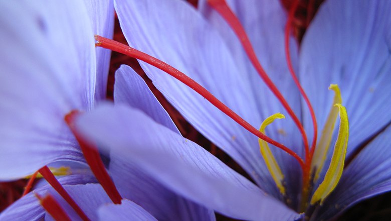 Safranblüte, © Bernhard Kaar