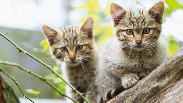 Zwei junge Wildkatzen sitzen auf einem Baumstamm im Wald.